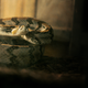 Alabama Snake